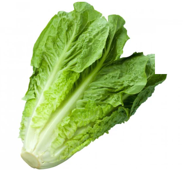 Cos Lettuce