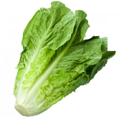 Cos Lettuce