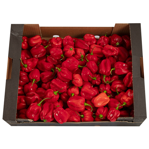 [VGT083] Pepper Red Hot Scotch Bonnet