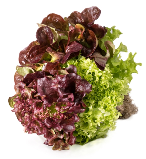 [VGT149] Lettuce Mix 