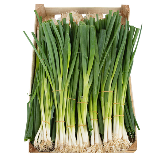 [VGT070] Spring Onion Bunches